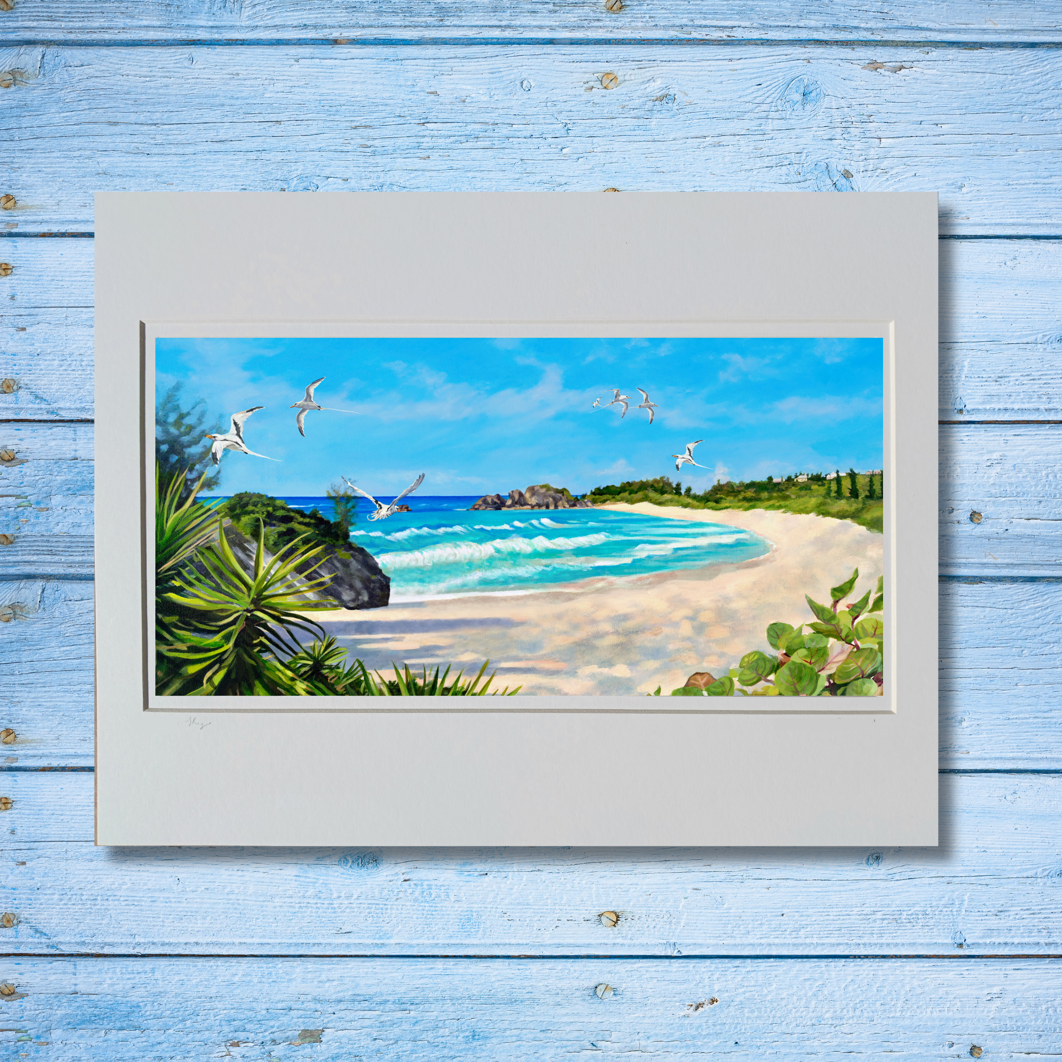 Bermuda Longtails at Horseshoe Bay